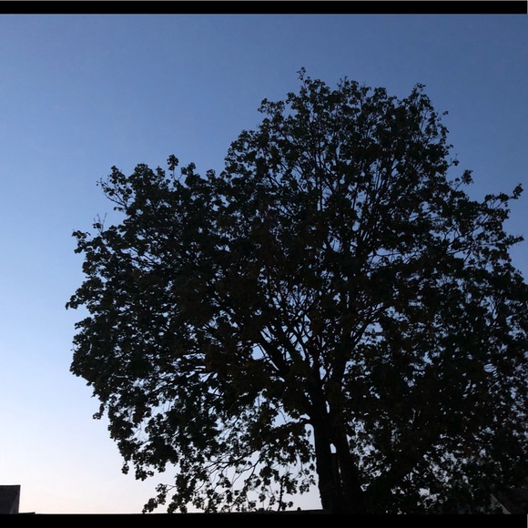 Meet your Posher, Felicia - Picture 1 of 1